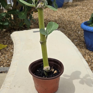 May include: A small potted plant with a green stem and several small green leaves. The plant is in a brown plastic pot, sitting on a white surface. The background includes other plants and a blue pot.