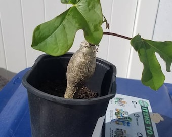 Jatropha Buddha