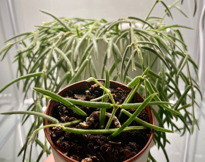 Hoya Linearis and Linearis Cuttings - Etsy