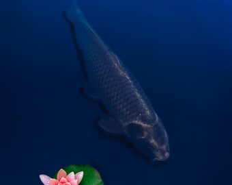 Koi Fisch Wand Kunst Leinwand - Japanische Fische Wohnkultur - Teich Malerei Druck - Wohnzimmer Deko - Zen Asiatische Kunst - Natur Geschenk für Zuhause