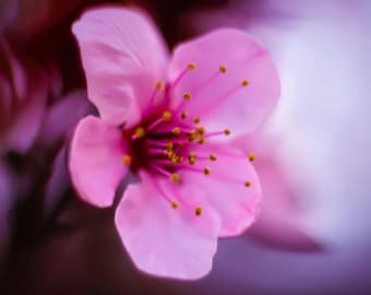 Lienzo decorativo japonés con sakura rosa, arte mural con flores de cerezo, impresión floral japonesa, decoración de pared primaveral, pintura de flores asiáticas.