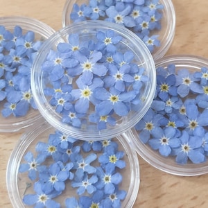 20 flores secas de miosótis, flores prensadas de miosótis verdadeiras para artesanato, flores secas para fazer joias de resina, flores secas azuis