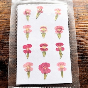 12 fiori di williams rosa pressati, fiori secchi per gioielli in resina, williams naturali per artigianato, fiori veri per progetti in resina