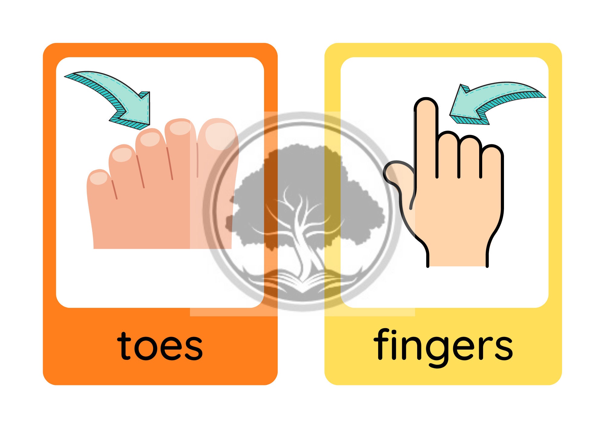 Flashcards, Body Parts, Printable, Digital Download, PDF, Learning ...