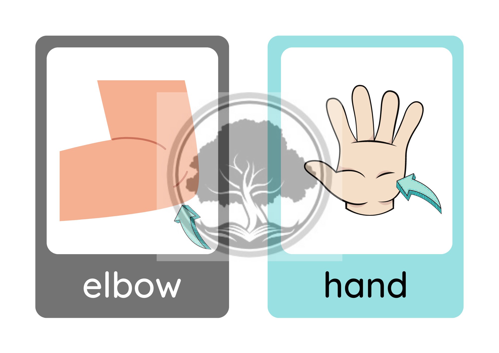 Flashcards, Body Parts, Printable, Digital Download, PDF, Learning ...