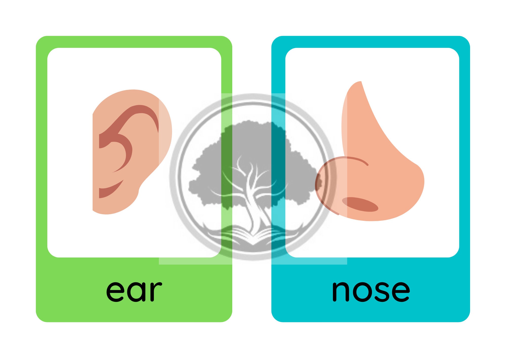 Flashcards, Body Parts, Printable, Digital Download, PDF, Learning ...