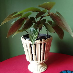 May include: A potted plant with green and reddish leaves featuring white spots, housed in a cream-coloured plastic planter with a decorative spindle-style exterior and a pedestal base. The plant has multiple stems and broad, asymmetrical foliage.