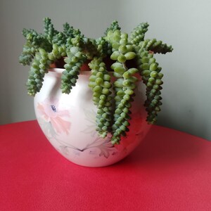 May include: A trailing succulent plant, a Burro's Tail, spills from a decorative, off-white ceramic pot. The pot is adorned with a floral design in pink and purple. The plant's stems are a vivid green.