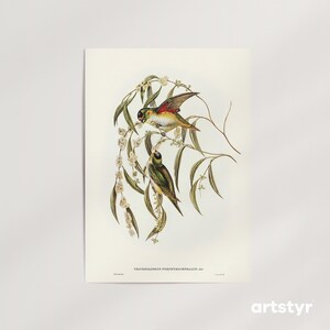 Porphyry-crowned Lorikeet Print · 20+ Sizes · Elizabeth Gould, 1848 · Natural History · Gallery-Grade Giclée Wall Art · Ready to Frame