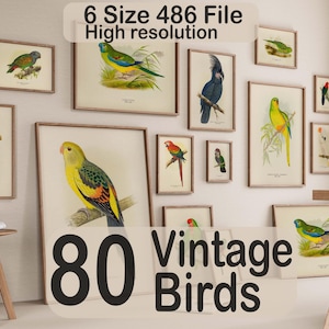 80+ Vintage Parrot Illustration Bundle Colorful Bird Wall Art Retro Parrot Prints Eclectic Antique Style Digital Download for Bird Lovers