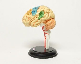 Yujin Anatomy Vol 1 (Brain A & B)
