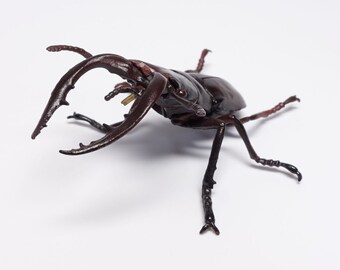 Yujin, Kaiyodo Japanese Insects Gachapon #2 Japanese Stag Beetle