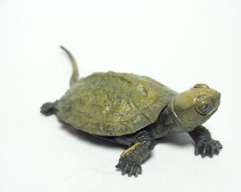 Takara, Kaiyodo ChocoQ Animatales Part 2 #242 Japanese Pond Turtle