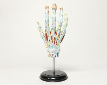 Anatomy Models