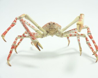 Yujin, Kaiyodo Shrimp & Crab Series 1 Gachapon #1 Japanese Spider Crab