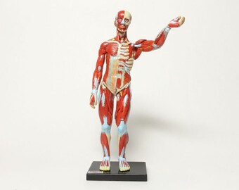 Yujin Anatomy Vol 2 (Male Body B)