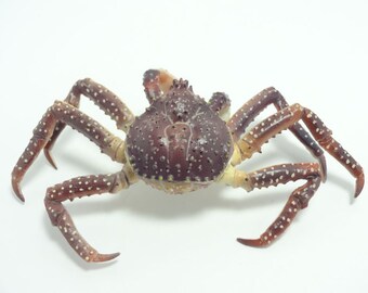 Yujin, Kaiyodo Shrimp & Crab Series 1 Gachapon #2 Red King Crab