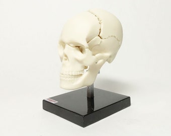 Yujin Anatomy Vol 2 (Secret Model Skull)