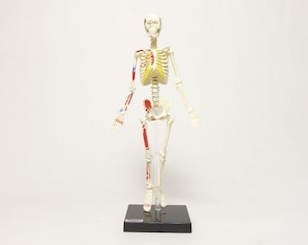 Yujin Anatomy Vol 2 (Full Body Skeleton)