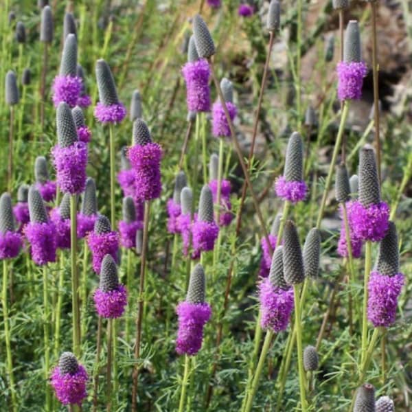Purple Prairie Clover Seeds - Ground Cover Flowers Plants Easy to Plant and Grow