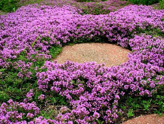 Thyme  Pink Chintz' thyme - Fine Gardening