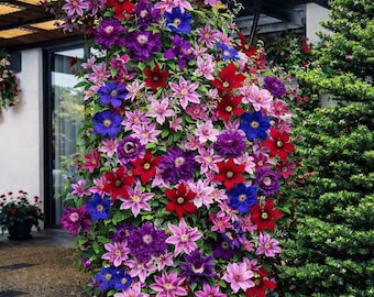 Clematis Flower Vine Seeds Mixed Colors Large Bloom Perennial Vine for Outdoor Gardening
