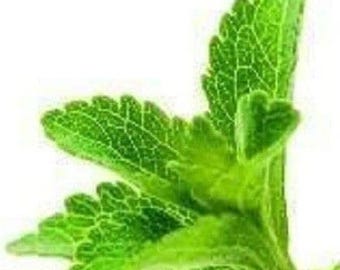 Seeds Stevia Rebaudiana Sweetleaf: 100+ Rare Non-GMO Heirloom Herb for Organic Sugar Alternative Gardening