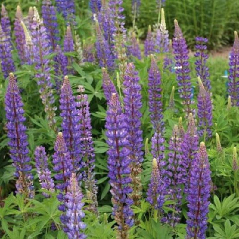 Perennial Lupine Seeds Rainbow Blossoms Rare Wildflower Easy to Plant