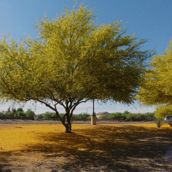 Mexican Palo Verde Tree Seeds | Vibrant Yellow Desert Beauty | (Parkinsonia Aculeata)