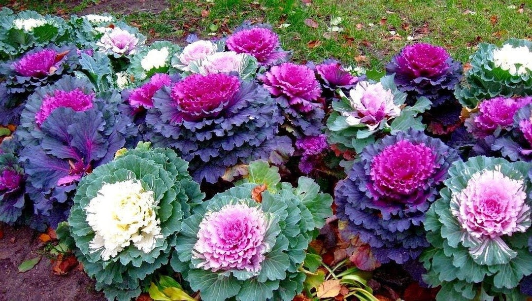Colorful Japanese Ornamental Cabbage Osaka Mix Decorative 50 Seeds
