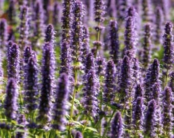 Anise Hyssop Native Wildflower Seeds - Agastache foeniculum - Easy to Plant and Grow Herb Garden