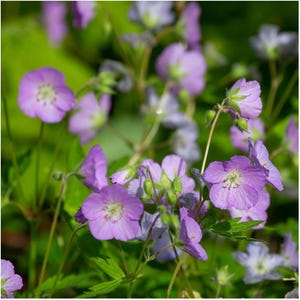 Wild Geranium Native Wildflower Seeds - Pollinator Magnet - Purple Flower Garden - Non-GMO