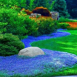 Blue Creeping Thyme Seeds Non-GMO Easy-Grow, Fragrant Ground Cover Plants, Open Pollinated Thymus Serpyllum image 2