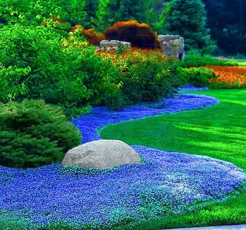 Blue Creeping Thyme Seeds Non-GMO Easy-Grow, Fragrant Ground Cover Plants, Open Pollinated Thymus Serpyllum image 2