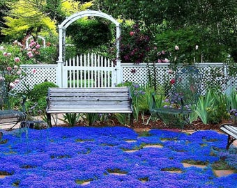 Blue Creeping Thyme Seeds - Non-GMO - Easy-Grow - Fragrant Ground Cover Plants - Thymus Serpyllum