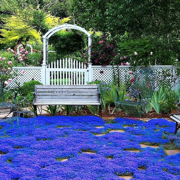 Blue Creeping Thyme Seeds - Non-GMO - Easy-Grow - Fragrant Ground Cover Plants - Thymus Serpyllum
