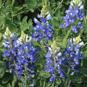 Texas Bluebonnet Seeds - Blue Violet Blossoms Rare Wildflower - Easy to Plant and Grow