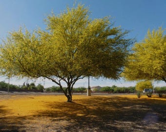 Palo Verde Tree Seeds Thornless Hybrid: Vibrant Yellow Blossoms, Desert Museum Shade Plant, Parkinsonia Aculeata