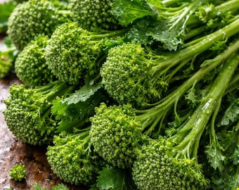 Organic Broccoli Seeds Early Fall Rapini Heirloom Non-GMO Vegetable Garden Pack