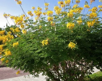 Yellow Pride of Barbados - Mexican Desert Yellow Flowering Bird of Paradise Seeds - Tropical Ambiance Year-Round - Caesalpinia Mexicana