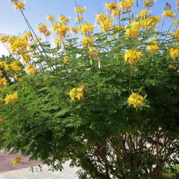 Yellow Pride of Barbados - Mexican Desert Yellow Flowering Bird of Paradise Seeds - Tropical Ambiance Year-Round - Caesalpinia Mexicana