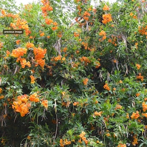 Tecoma X Orange Jubilee 'Tecoma Alata' Seeds Flaming Bells, Orange Trumpet, Esperanza image 3