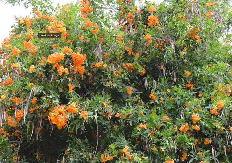 Tecoma X Orange Jubilee 'Tecoma Alata' Seeds Flaming Bells, Orange Trumpet, Esperanza image 3