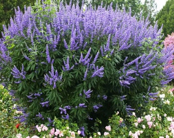 Vitex Angus - Chaste Tree, Purple Flowers, Monks Tree