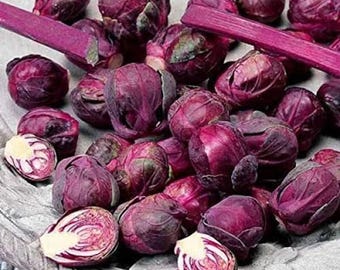 Vegetable Seeds Rosella Brussels Sprouts Cabbage: 100 Purple Heirloom Non-GMO Organic Seed Pack