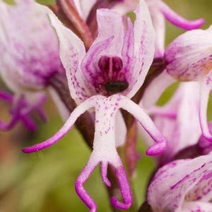 Rare Orchid Seeds Packet: Non-GMO Monkey Orchid Flower, Heirloom Outdoor Garden Plant