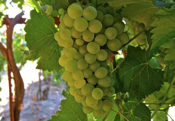 Heirloom Grape Seeds Green Non GMO Sweet Fruit Organic Rare Variety Seed Packets