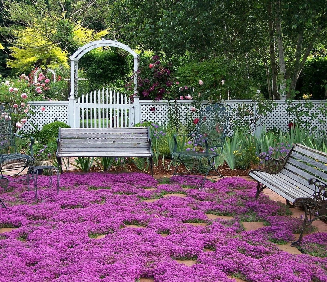 Thyme  Heirloom Pink Creeping Thyme Seeds - Easy-grow - Fragrant
