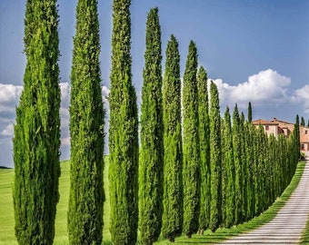 Italian Cypress Seeds - Exotic Evergreen Tree Great for Landscaping and Hedge Rows