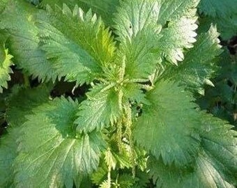 Stinging Nettle Seeds Urtica Dioica: Heirloom Organic Herb, Iron-Rich Non-GMO, Perennial Garden Plant